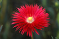 lampranthus rot 04