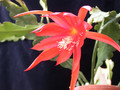 eh hunsrück charme x sylter fruehling 04