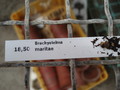 brachystelma maritae 6255