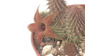 huernia pillansii 04