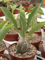 cephalopentandra ecirrhosa 3677