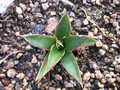 agave pelona cerro aquituni 02