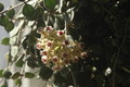 hoya curtisii 10