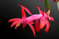 schlumbergera truncata 5824 sm