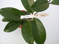 hoya carnosa 1414