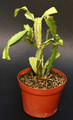 lepismium myagawe 0391