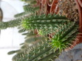 hoodia gordonii 1030394