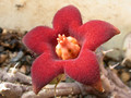 huerinopsis decipiens karoo 05