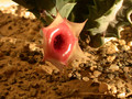 huernia insigniflora es2315 01