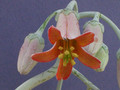 cotyledon andulata 0184