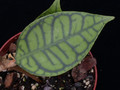hoya meredithii 01