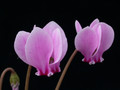 cyclamen hederifolium 05
