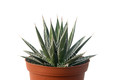 agave schidigera 8486
