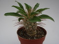 pachypodium namaquanum 749
