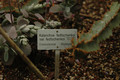 kalanchoe fedtschenkoi 04