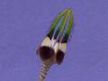 ceropegia radicans radicans 2236