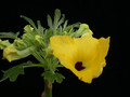 uncarina roeoesliana 04