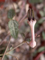 ceropegia bulbosa 01