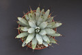 agave maroacantha 1406