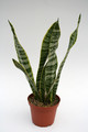sansevieria trifasciata 5716