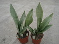 sansevieria moonshine 05