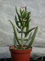 kalanchoe kewensis 01