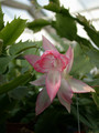 schlumbergera chiba princess 01