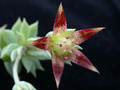 graptopetalum macdougalli 02