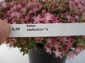 sedum cauticolum 695