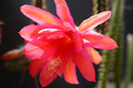 aporocactus hazel ve 0288