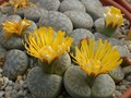 lithops pseudotruncatella alpina 01