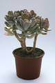 pachyphytum silberfaecher 7975