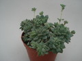 echeveria prolifera 8358