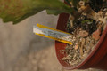 eh crenatus haagei 5820 05