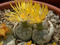 lithops pseudotruncatella dendritica pulmonucula c71 04