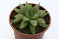 haworthia cymbiformis obtusa 1472