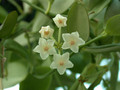 hoya eitapensis 01