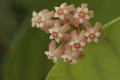 hoya sp bogar 02
