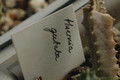 huernia guttata 03