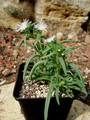delosperma herbeum mg1475 84