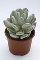 pachyphytum glutinicaule 7968