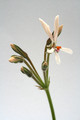 pelargonium campestre 7307