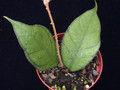 hoya meredithii borneo 01