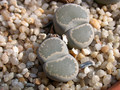 lithops salicola reticulata 01