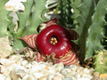 huernia zebrina magniflora 2