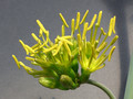 agave potatorum 1601.jpg