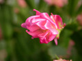 schlumbergera star burst 04