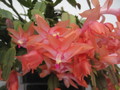schlumbergera christmas fantasy 7695