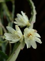 lepismium warmingianum 8975