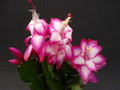 schlumbergera salsa dancer 1622
